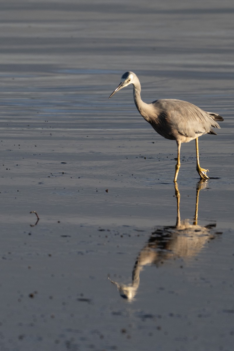 White-faced Heron - ML646733965