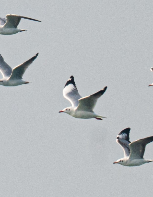 Gaviota Centroasiática - ML646733967
