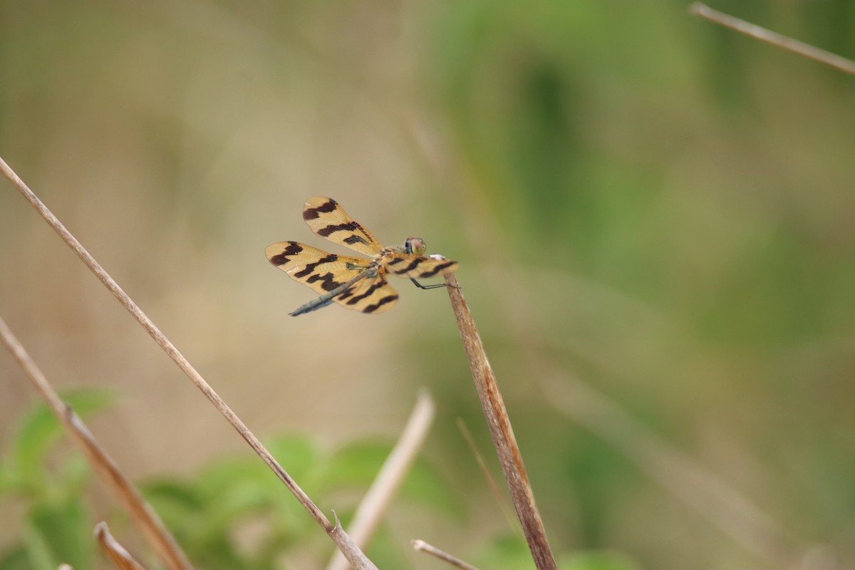 Graphic Flutterer - ML646733976