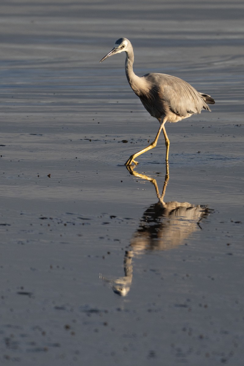 White-faced Heron - ML646733978