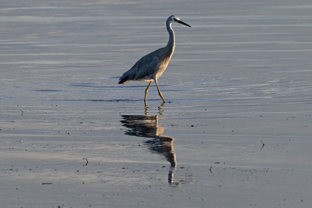 White-faced Heron - ML646733979