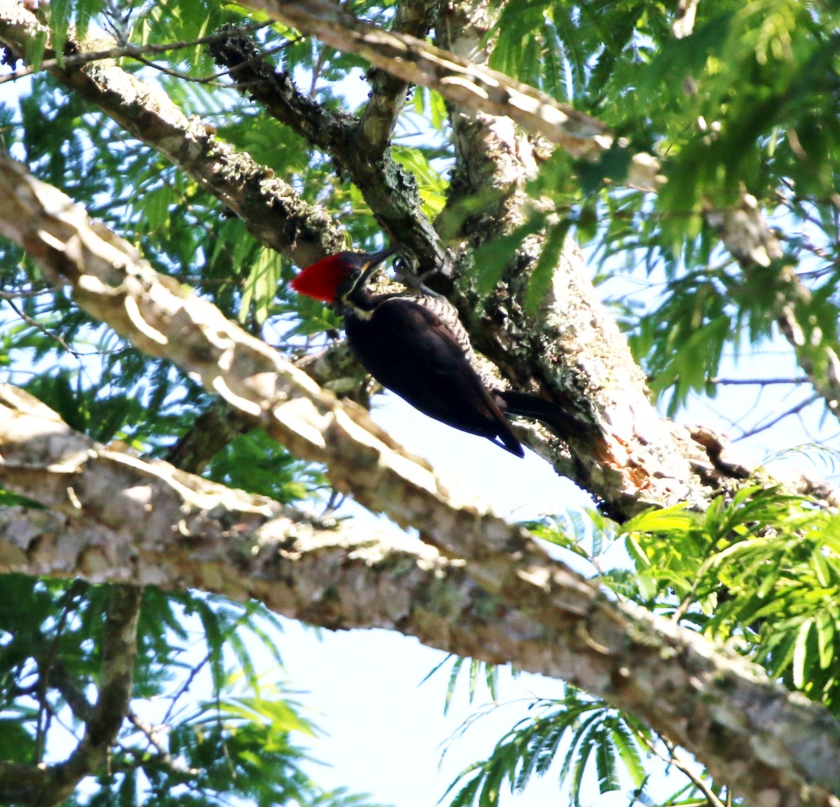 Lineated Woodpecker - ML646733980