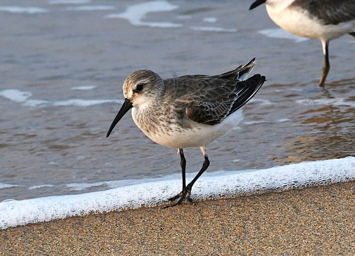 myrsnipe - ML646733981