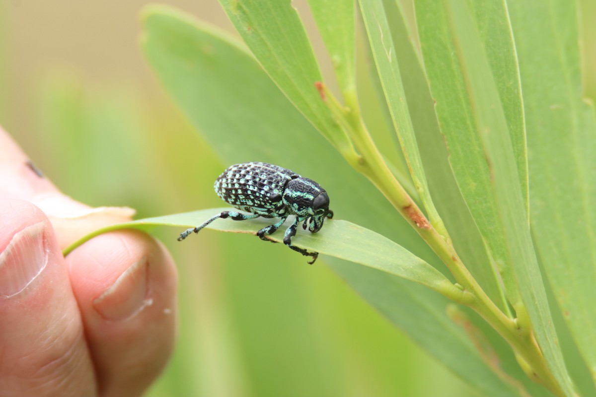 Botany Bay Diamond Weevil - ML646733982