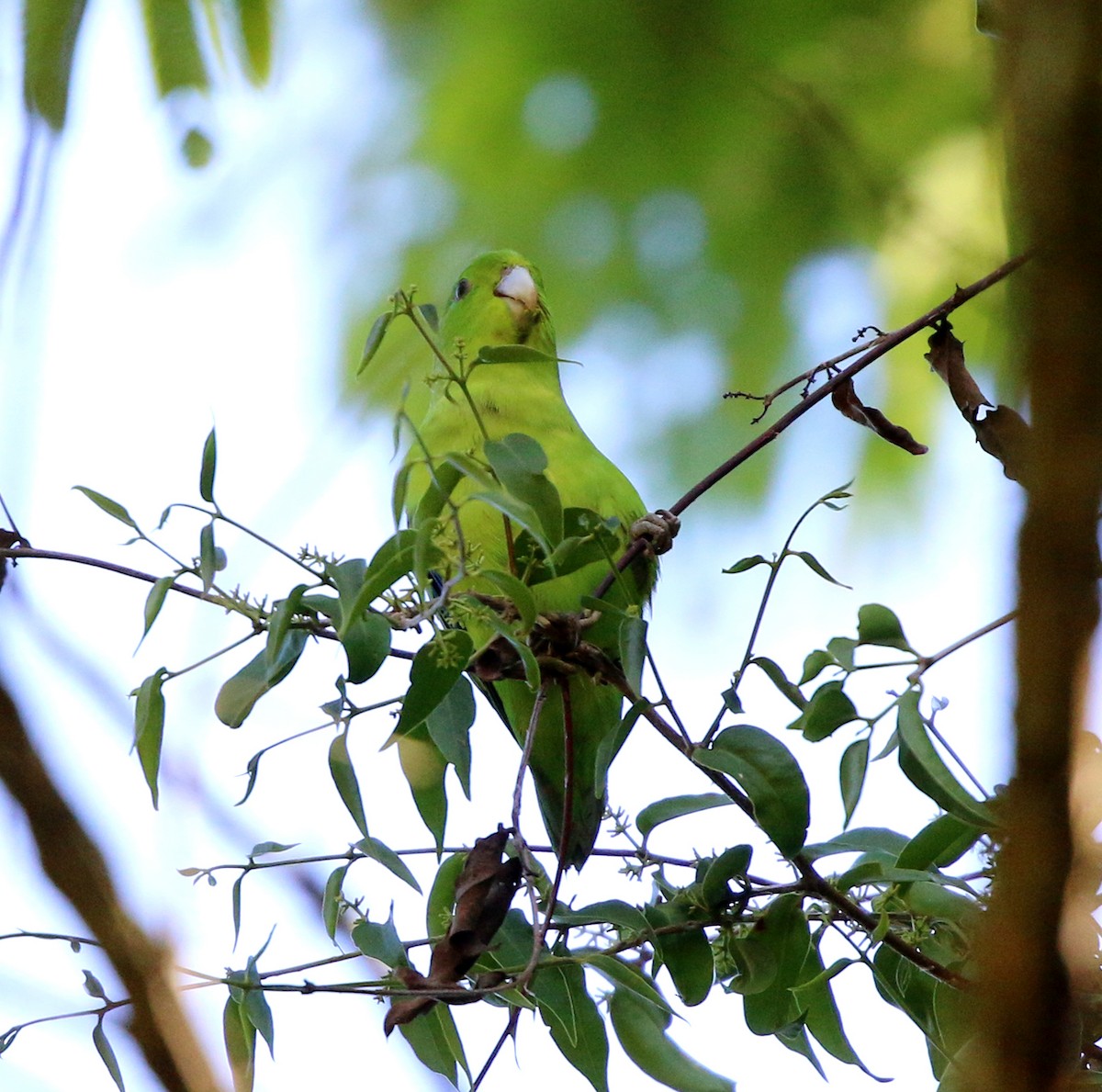 Cobalt-rumped Parrotlet - ML646733984