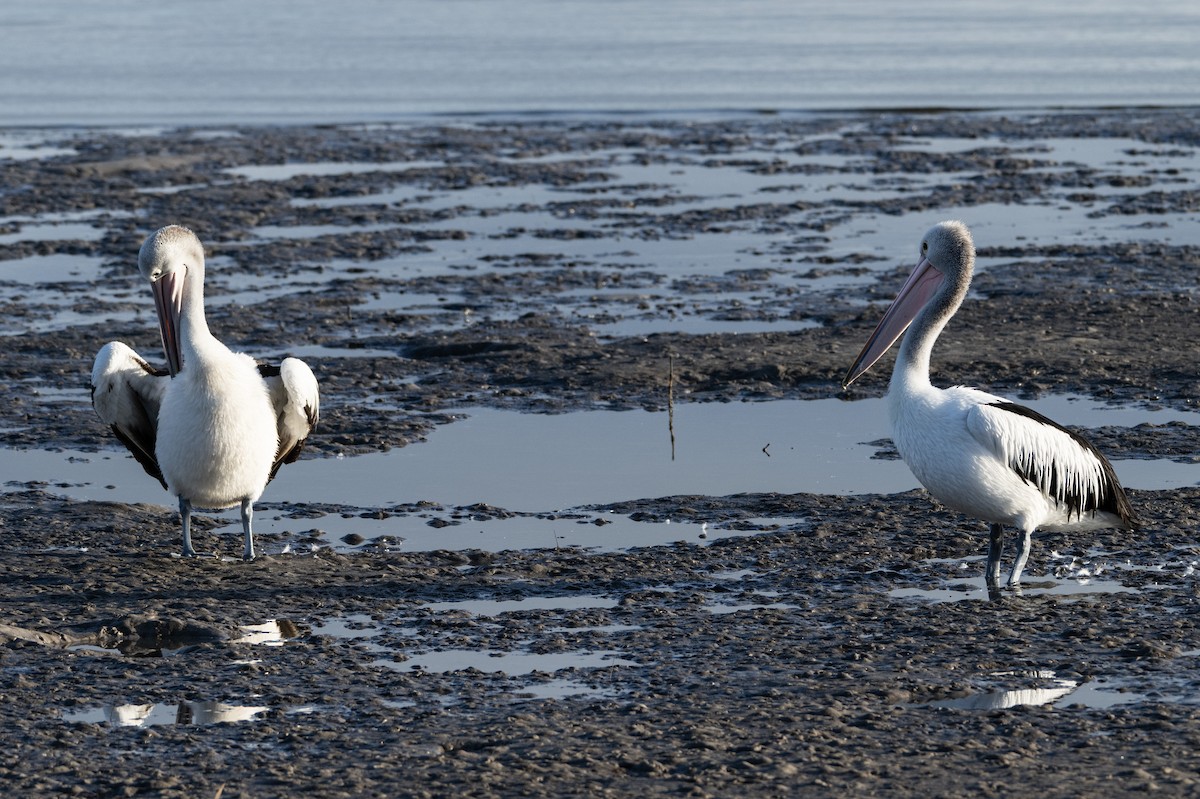 Australian Pelican - ML646733985