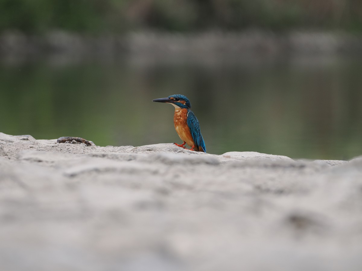 Common Kingfisher - ML646733986