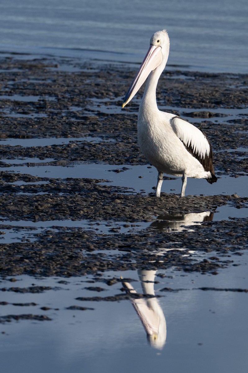 Australian Pelican - ML646733987