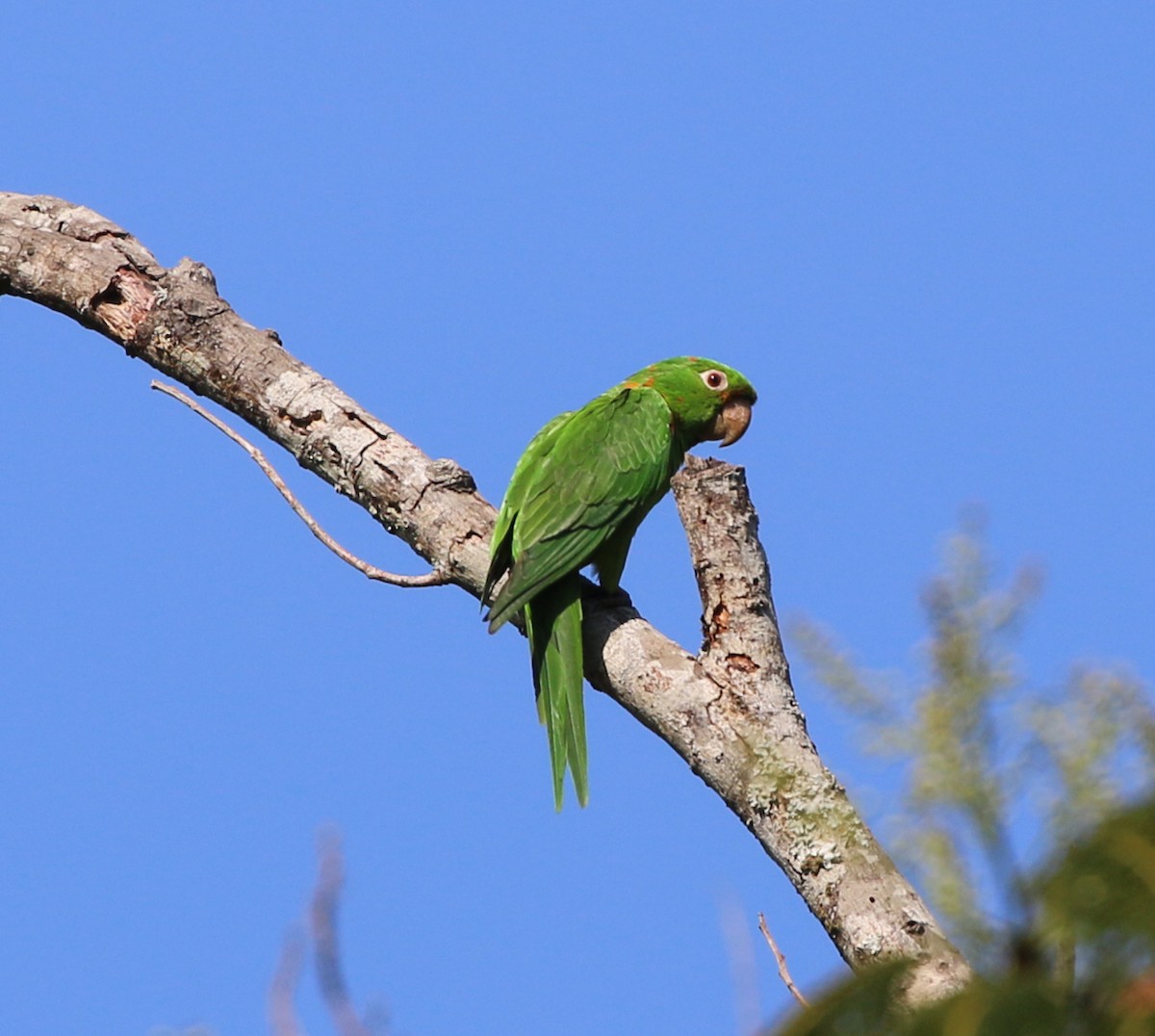 White-eyed Parakeet - ML646733988
