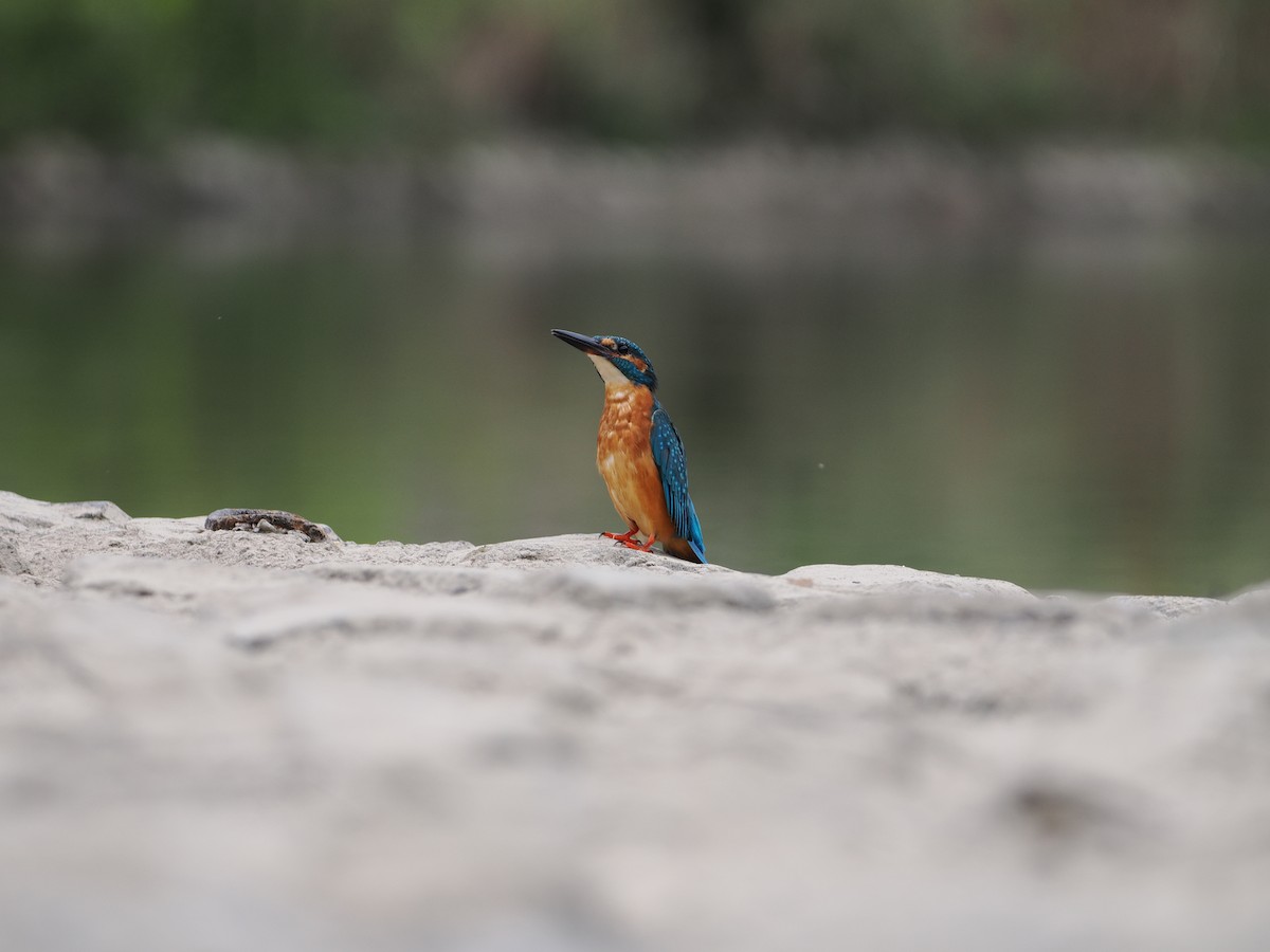 Common Kingfisher - ML646733990