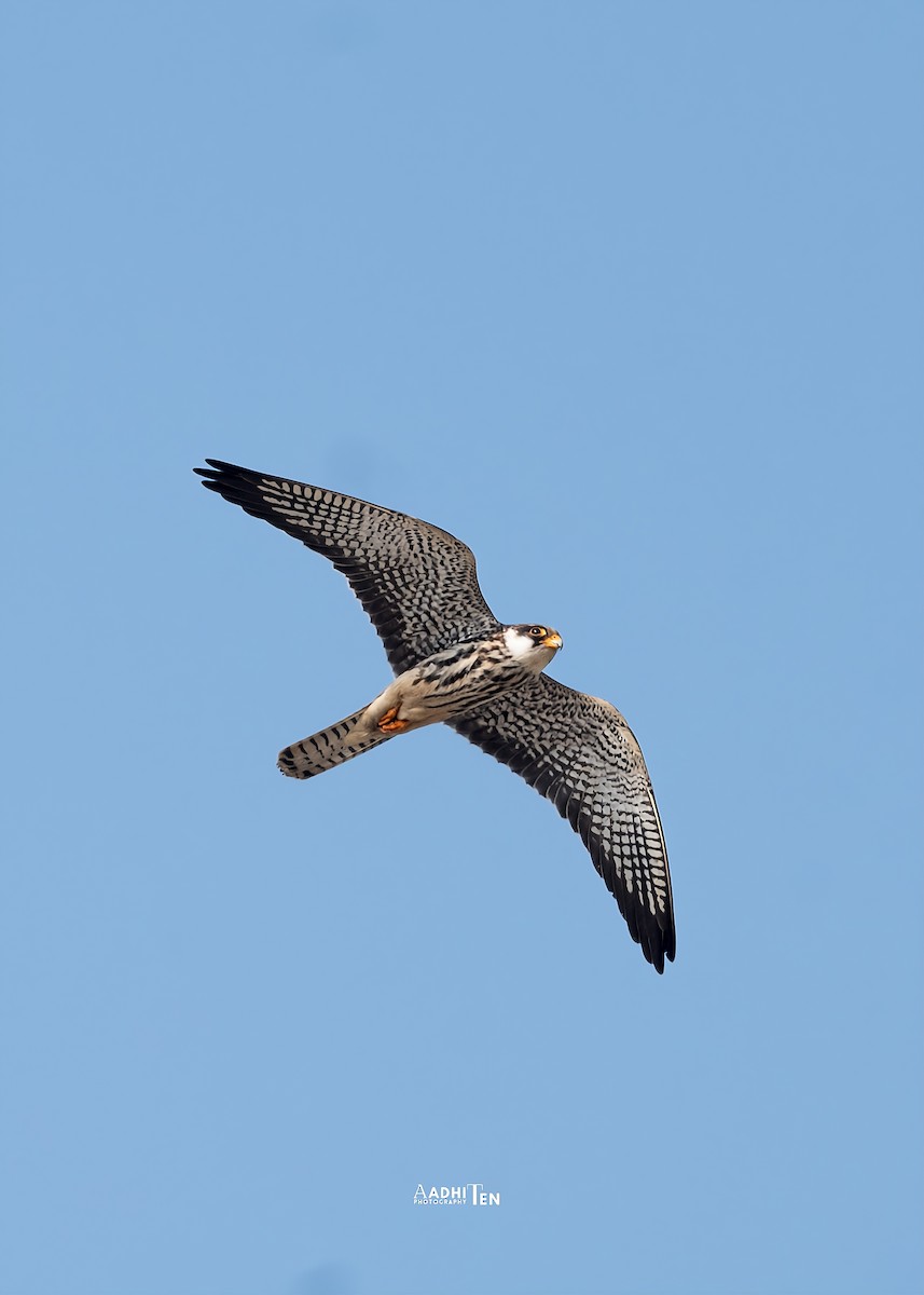 Amur Falcon - ML646733991