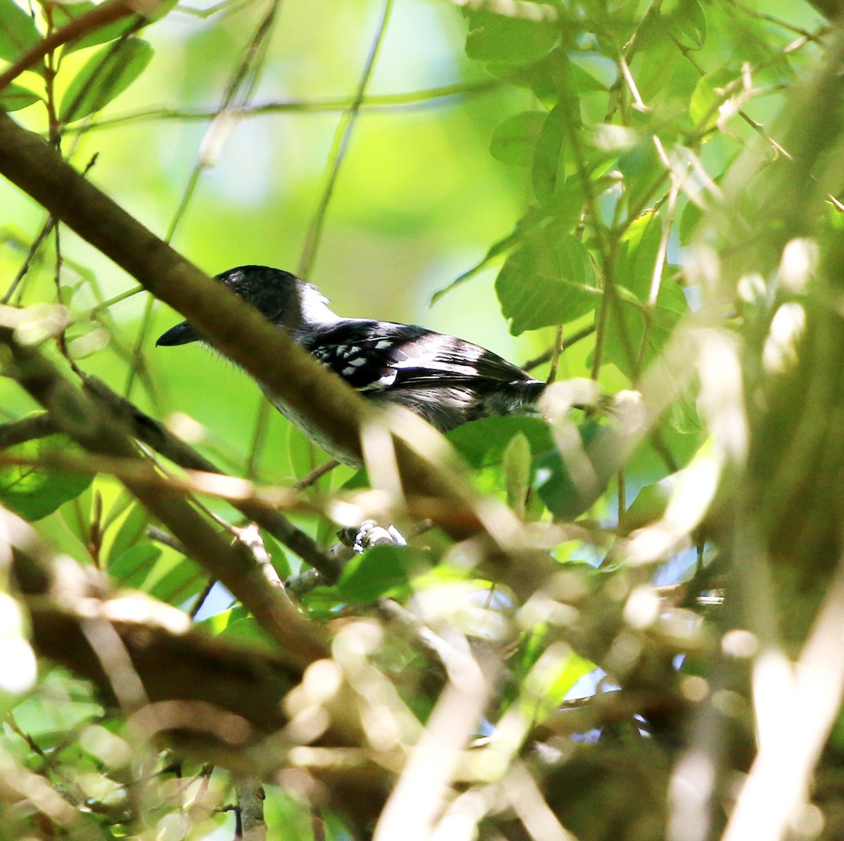 Variable Antshrike - ML646733994