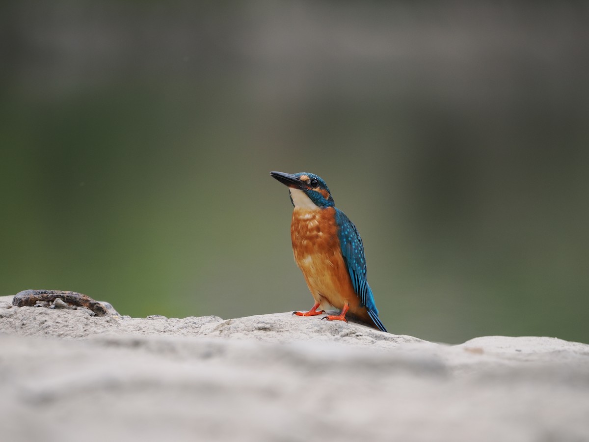 Common Kingfisher - ML646733997
