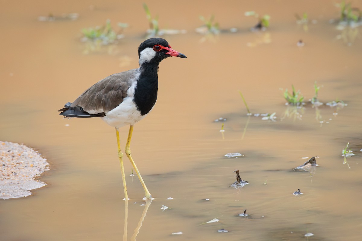 Vanneau indien - ML646733998