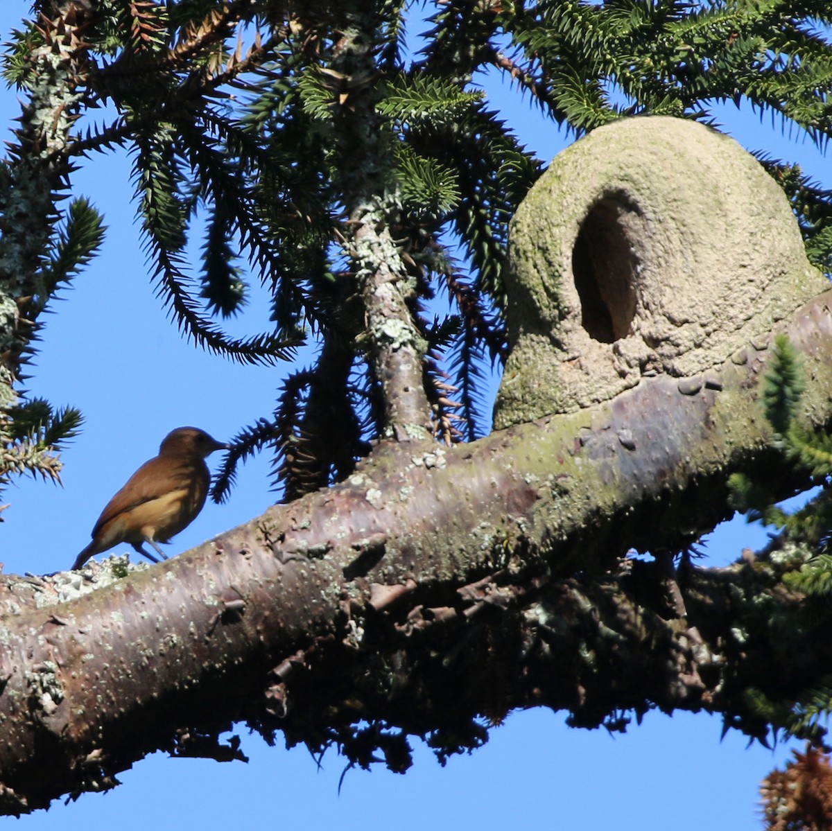 Pas Rengi Çömlekçikuşu - ML646733999