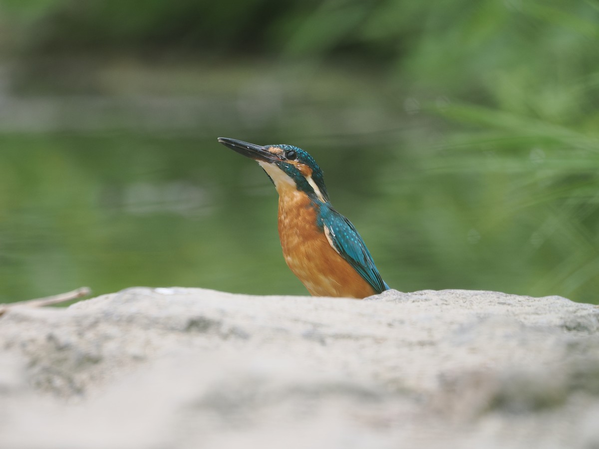 Common Kingfisher - ML646734000