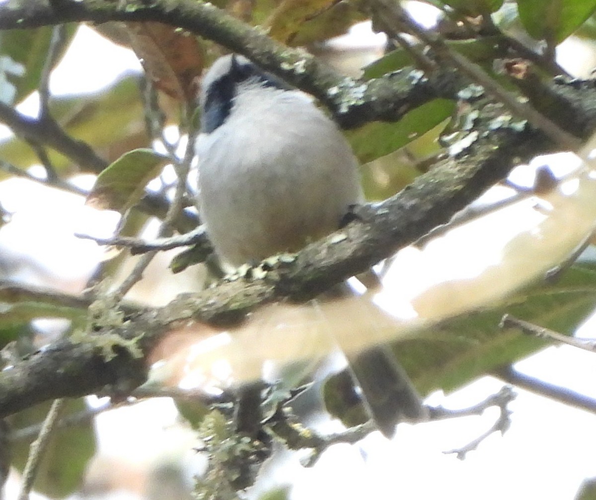 Bushtit (melanotis Group) - ML646734001