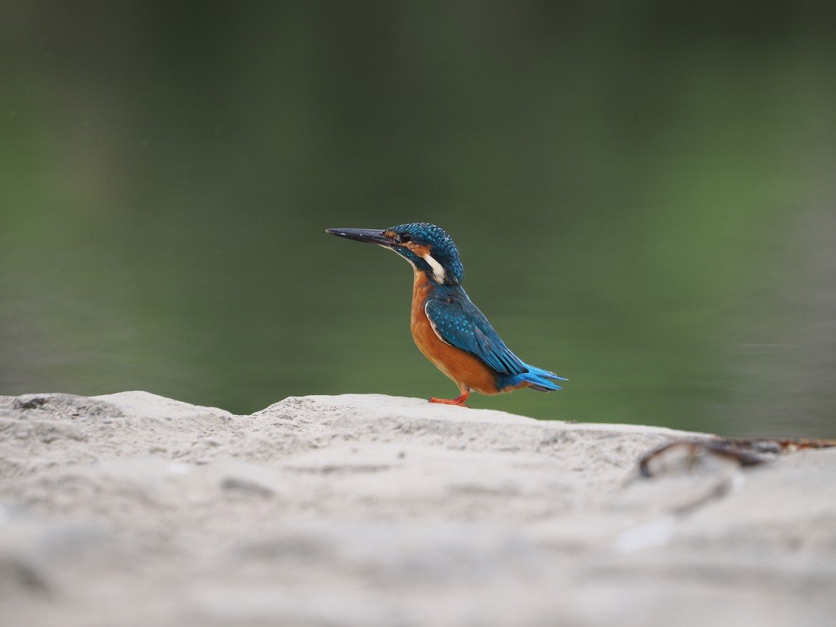 Common Kingfisher - ML646734002