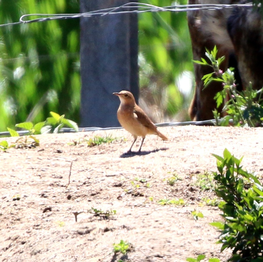 Pas Rengi Çömlekçikuşu - ML646734003