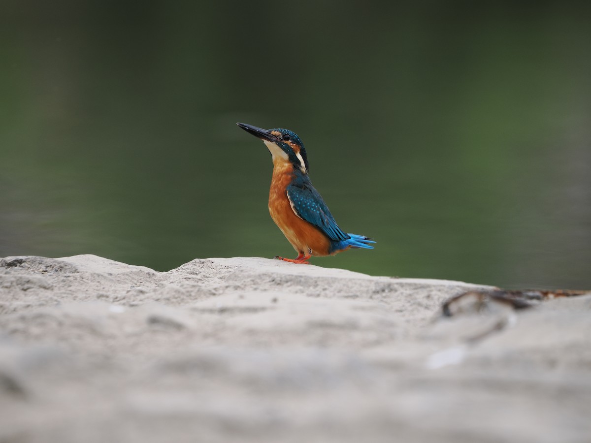 Common Kingfisher - ML646734004