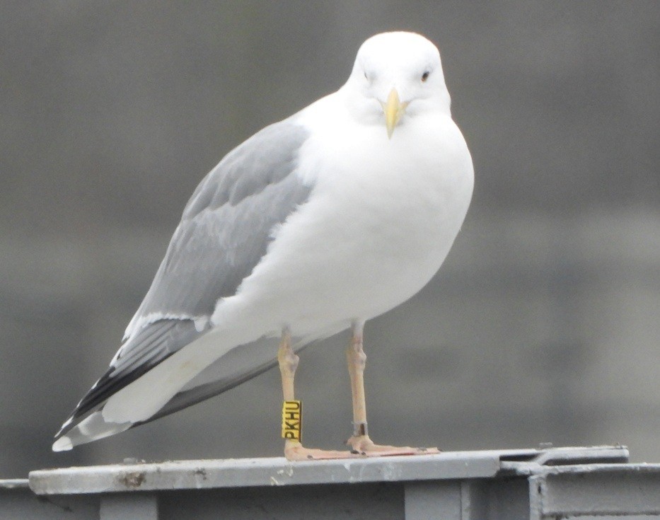 Hazar Martısı - ML646734006