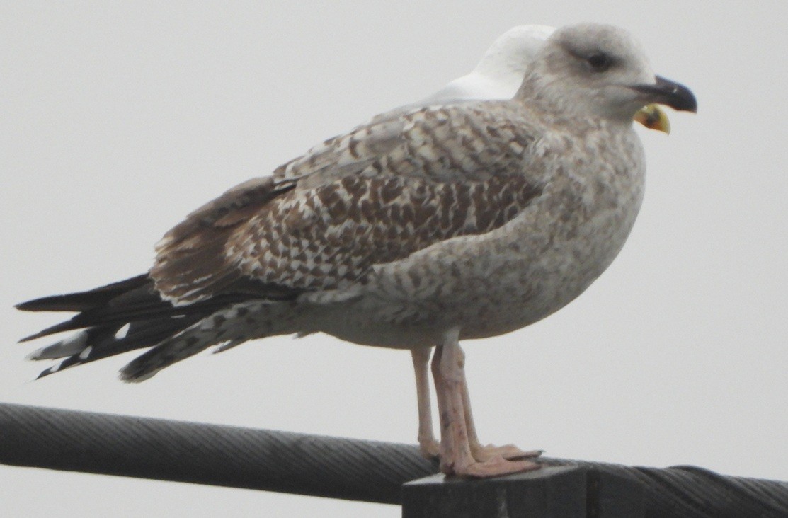 Kuzey Gümüş Martısı - ML646734011