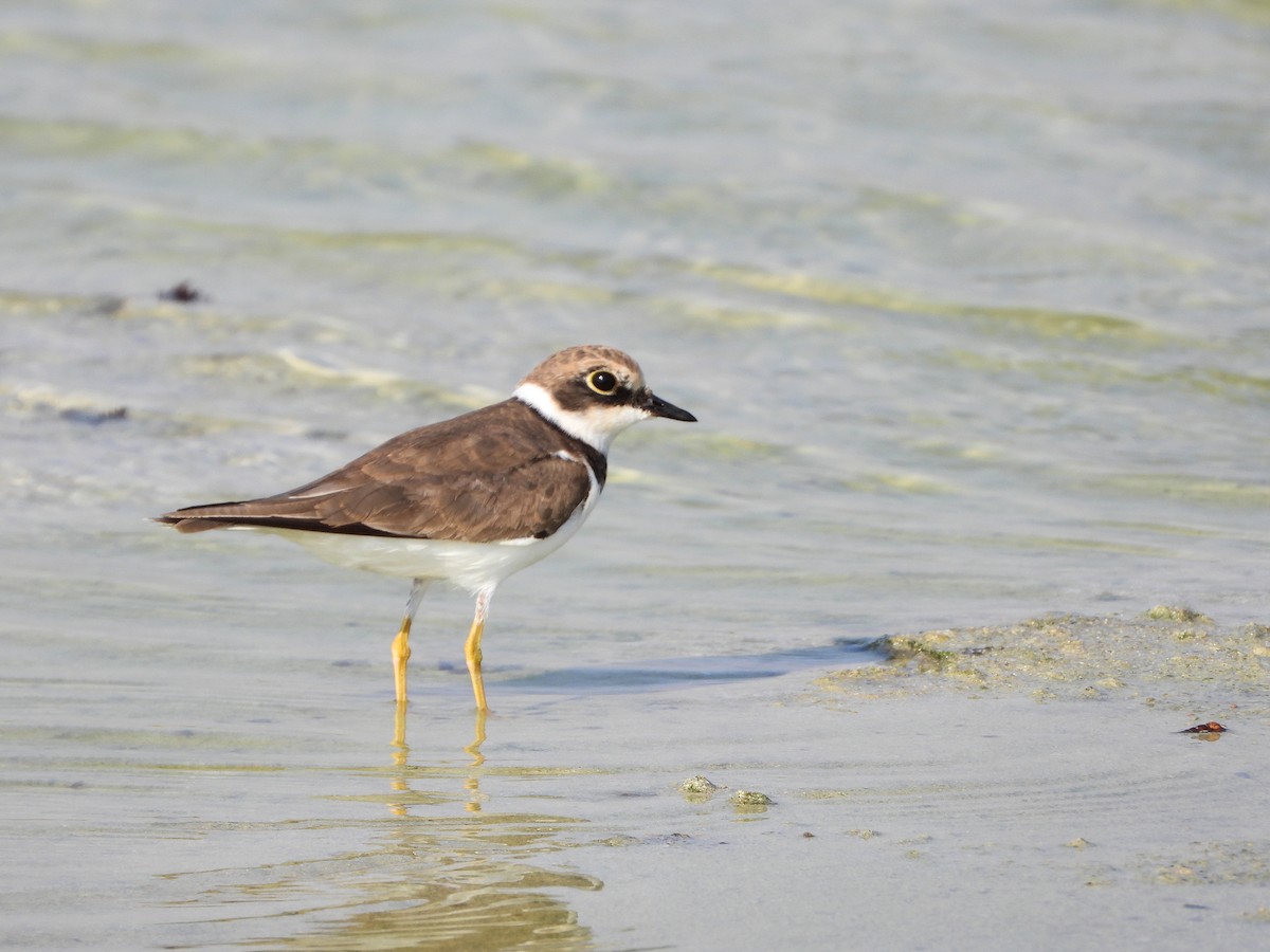 Halkalı Küçük Cılıbıt - ML646734012