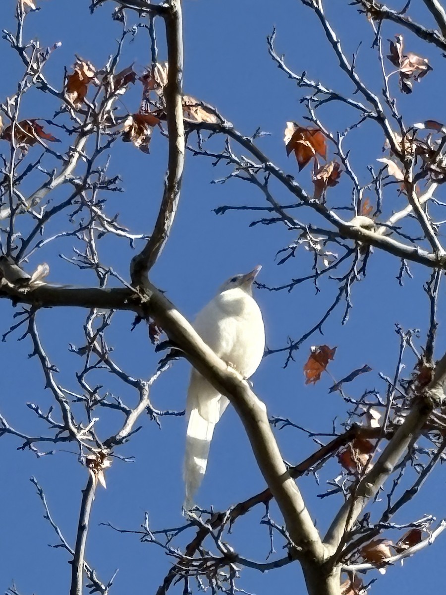 Saksağan - ML646734013