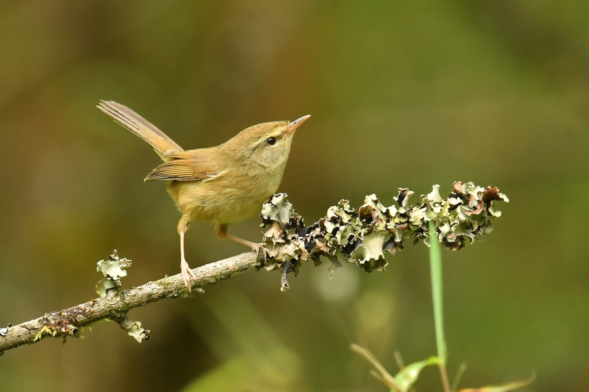 Açık Yeşil Çalıbülbülü - ML646734014
