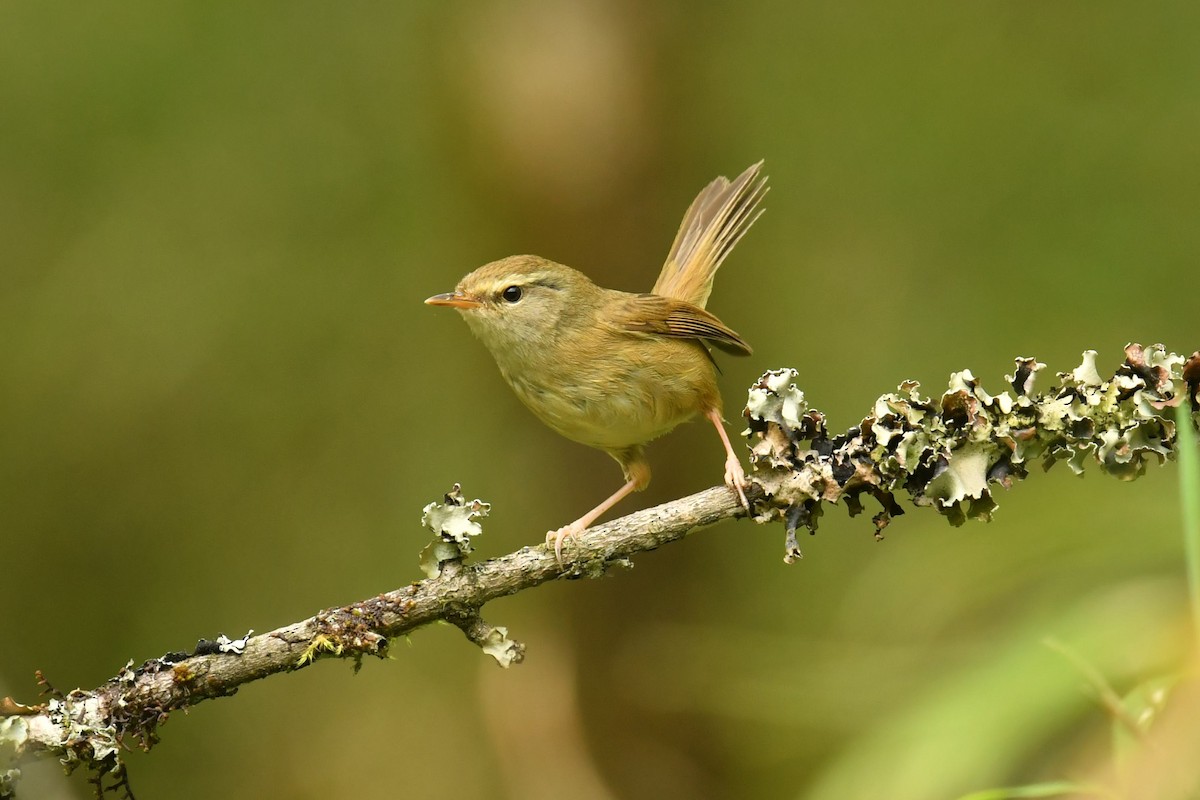 Açık Yeşil Çalıbülbülü - ML646734015