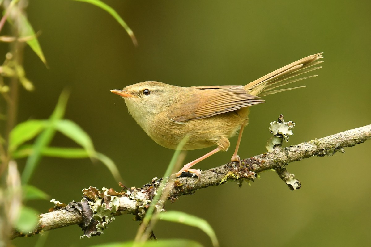 Açık Yeşil Çalıbülbülü - ML646734016