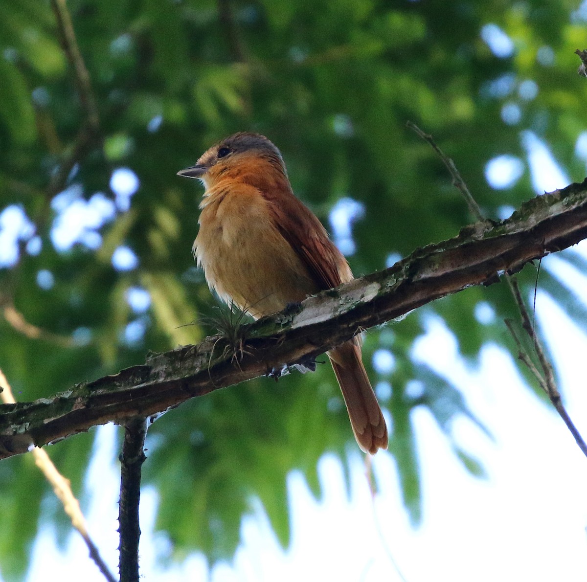 Kestane Tepeli Bekard - ML646734017