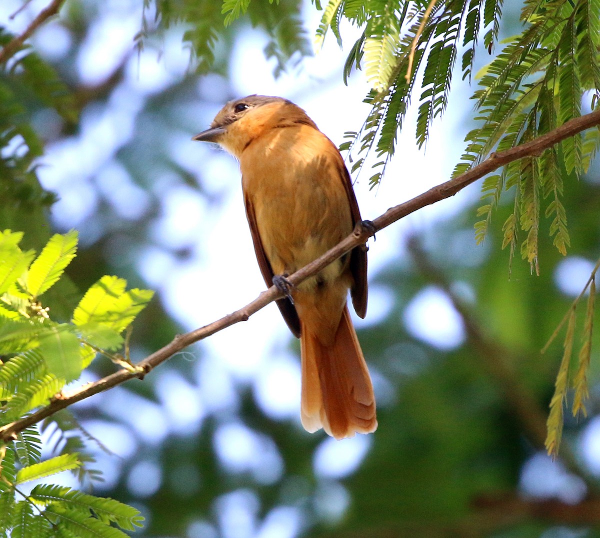 Kestane Tepeli Bekard - ML646734018