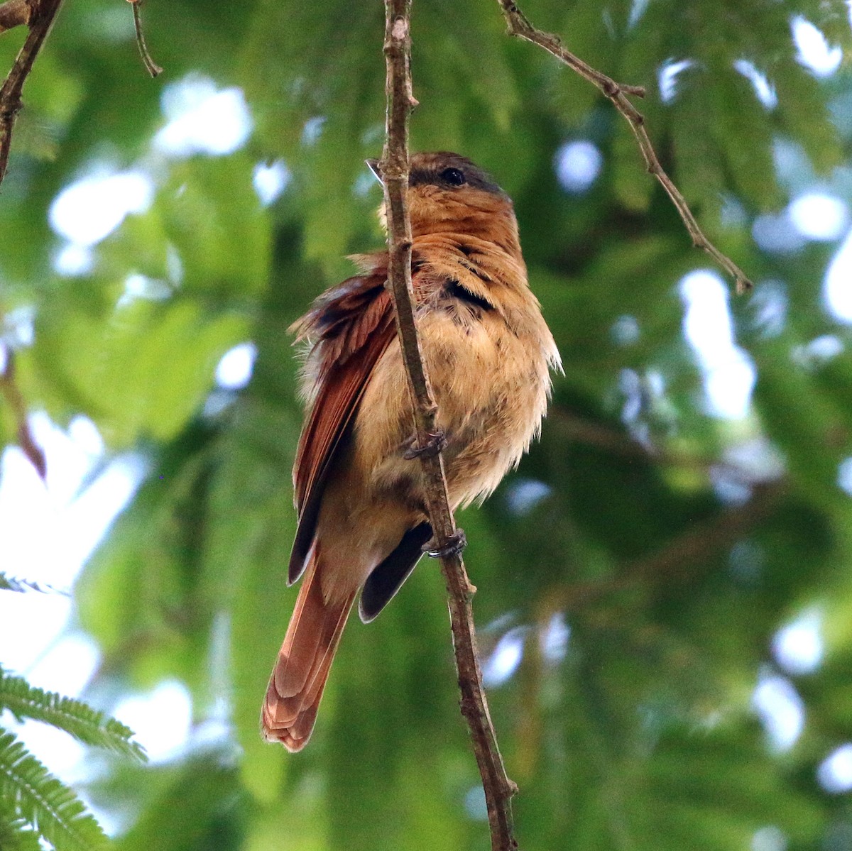 Kestane Tepeli Bekard - ML646734019