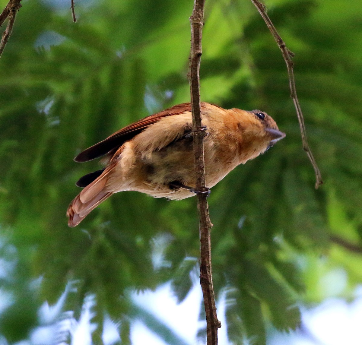 Kestane Tepeli Bekard - ML646734020