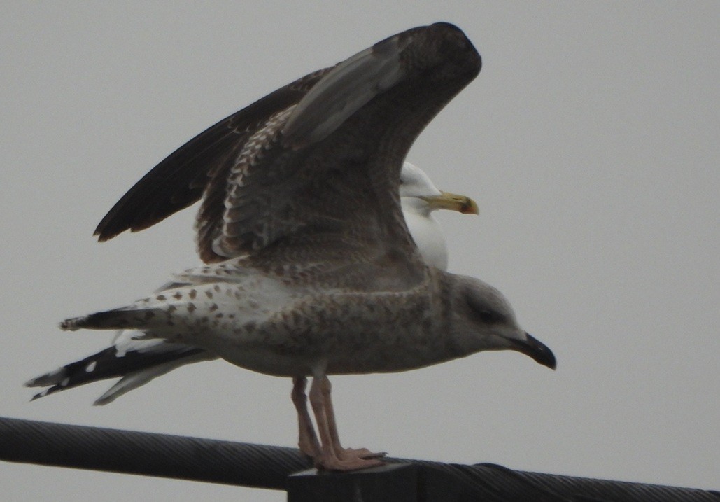 Kuzey Gümüş Martısı - ML646734021