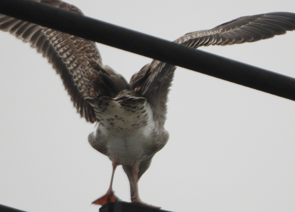 Kuzey Gümüş Martısı - ML646734022