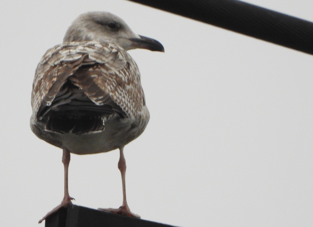 Kuzey Gümüş Martısı - ML646734023