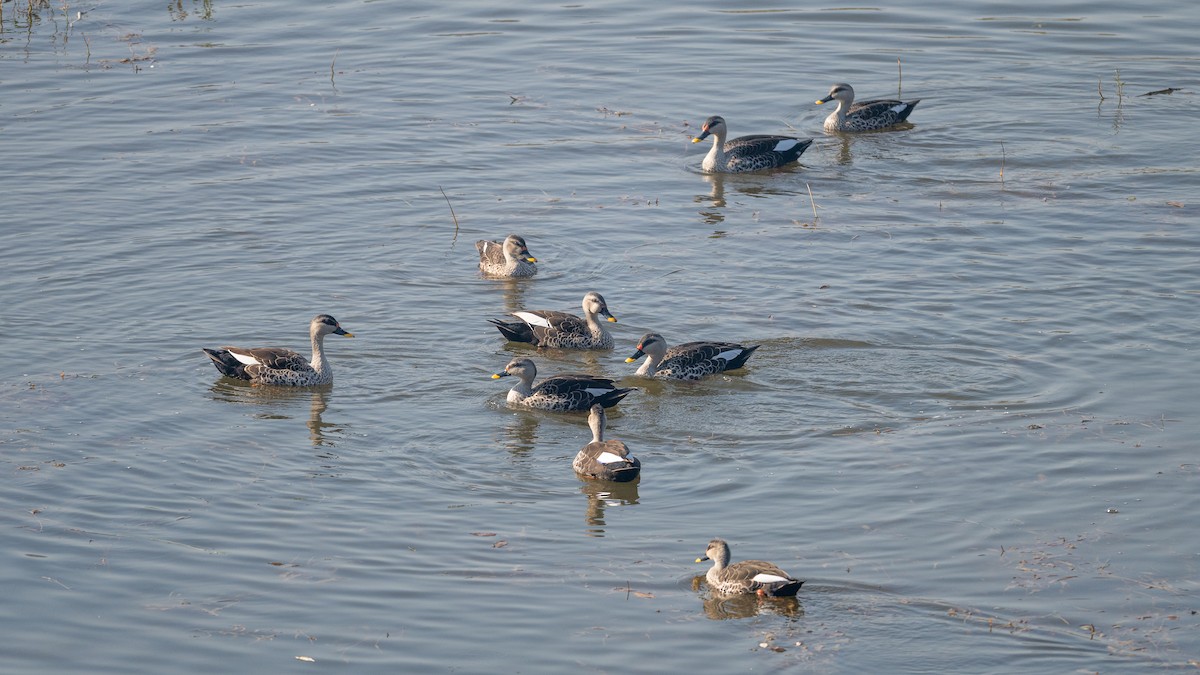 Hint Benekgagası - ML646734027