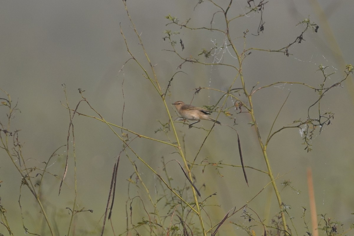 Çıvgın - ML646734028