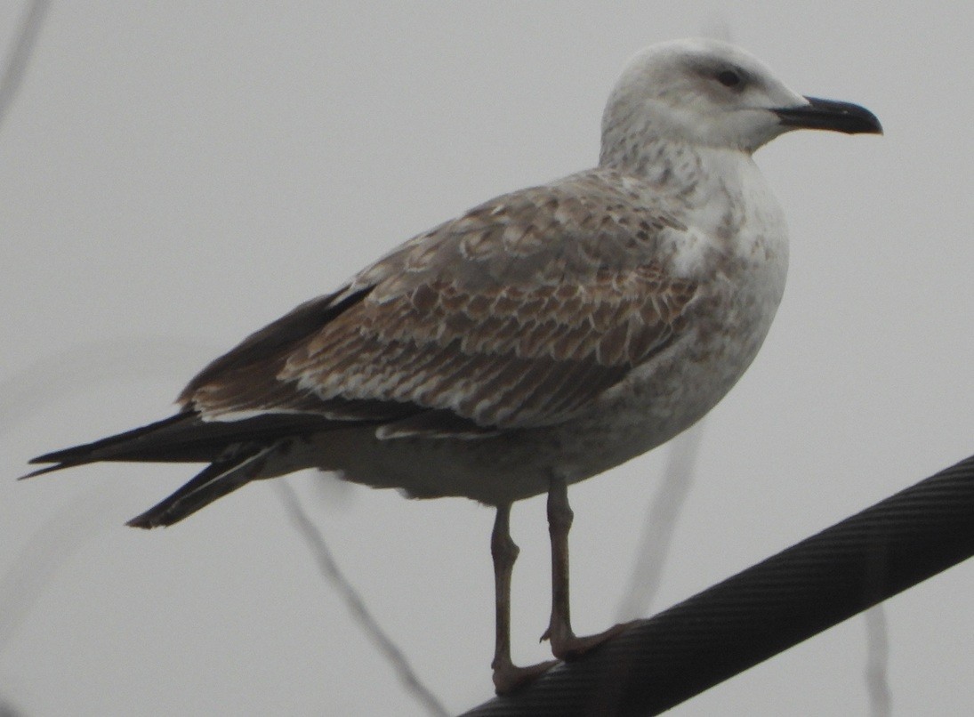 Gümüş Martı - ML646734030