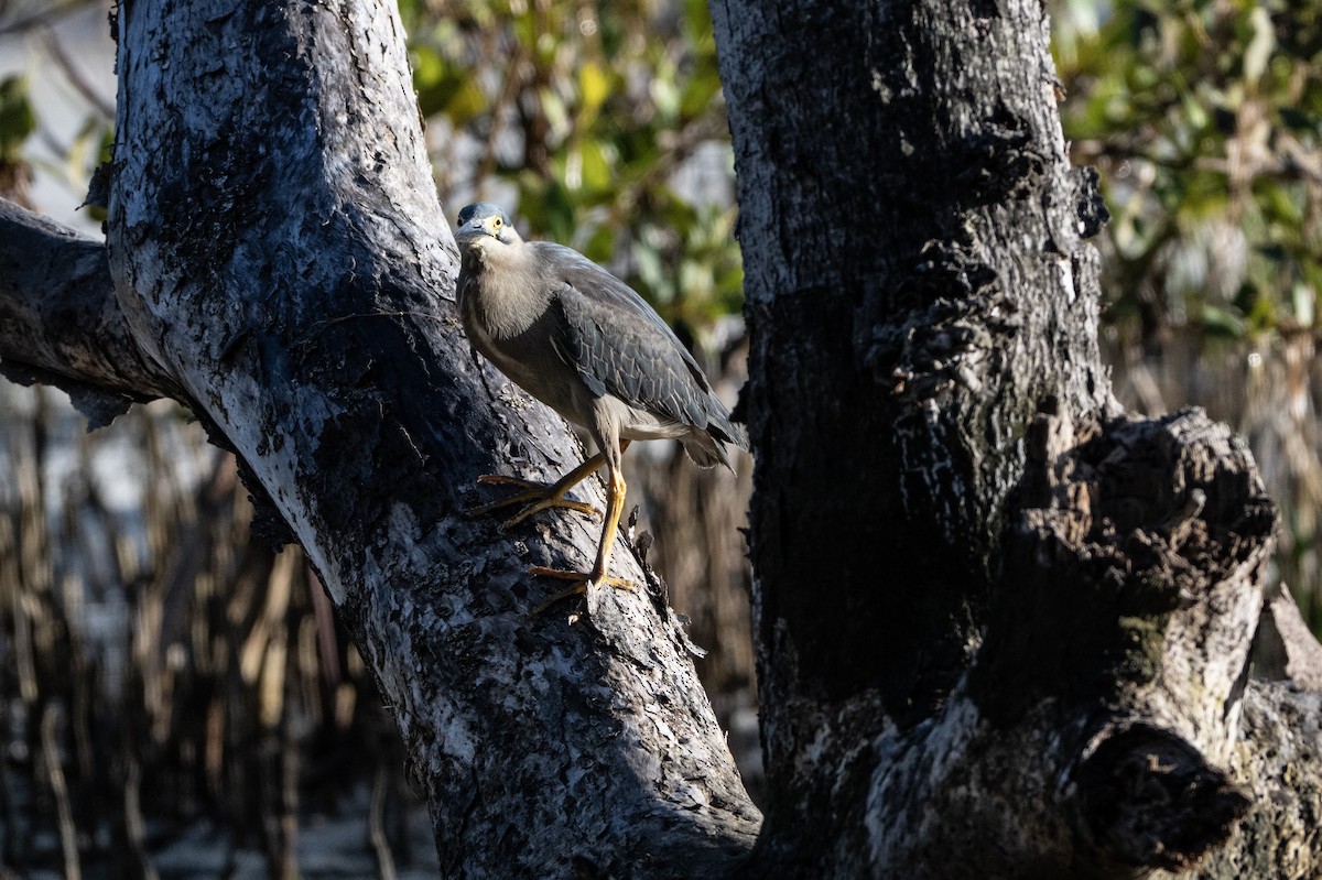 אפית מנגרובים - ML646734035