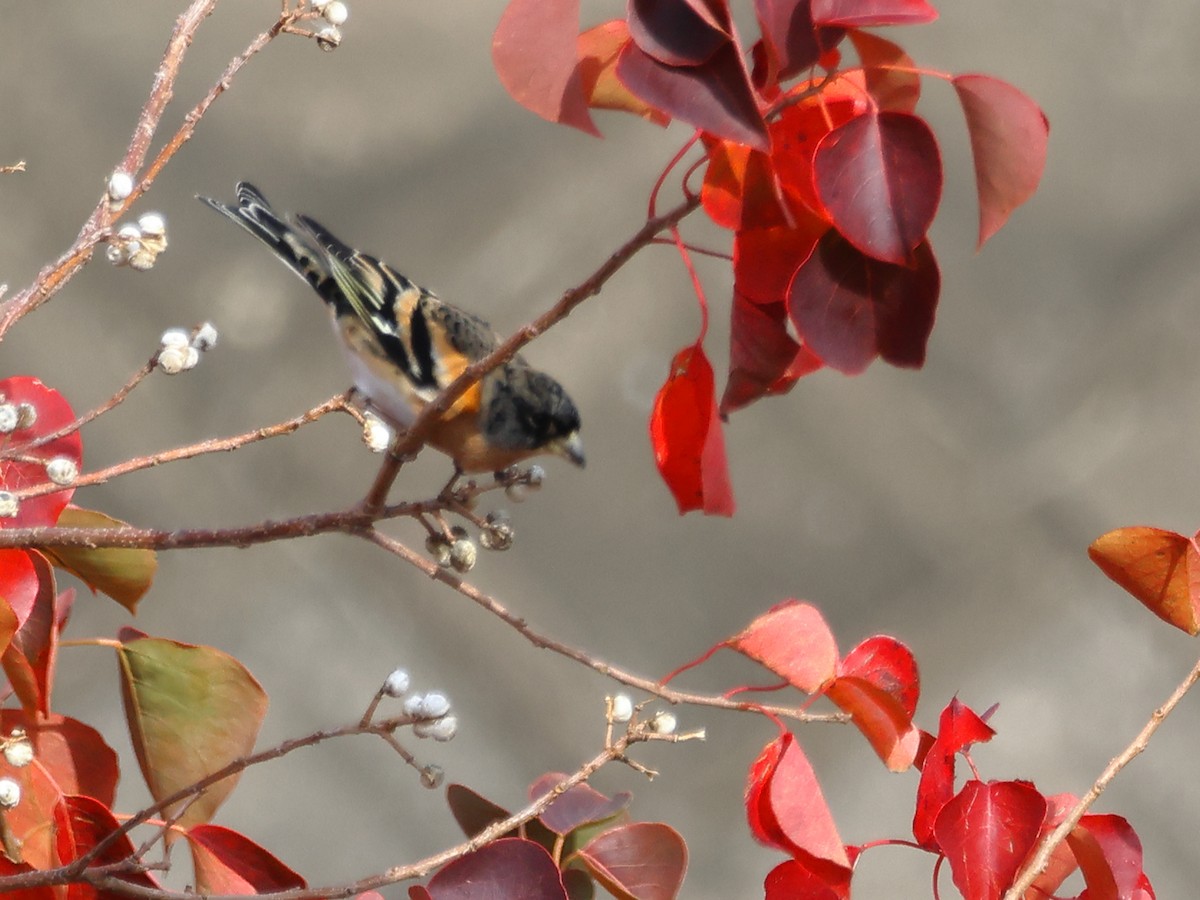 Dağ İspinozu - ML646734036