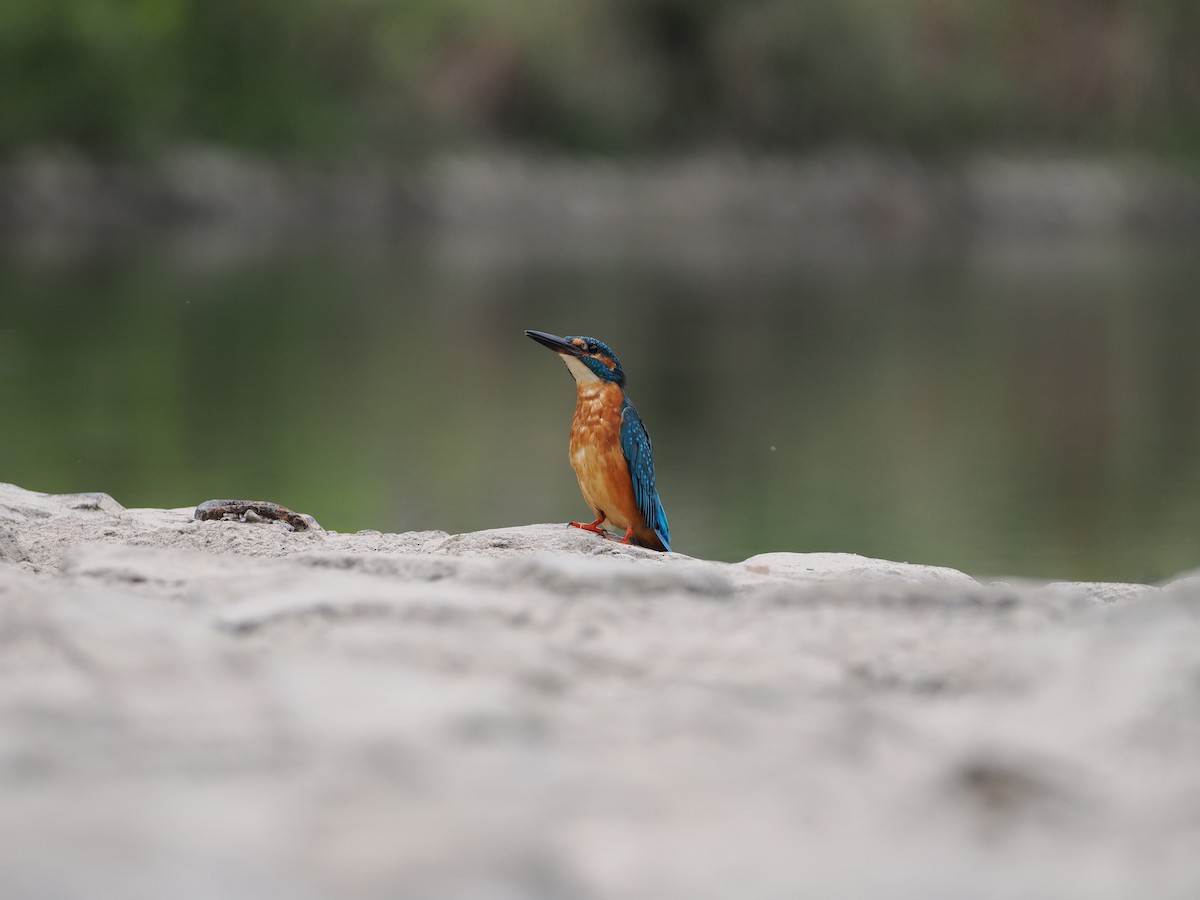 Common Kingfisher - ML646734038