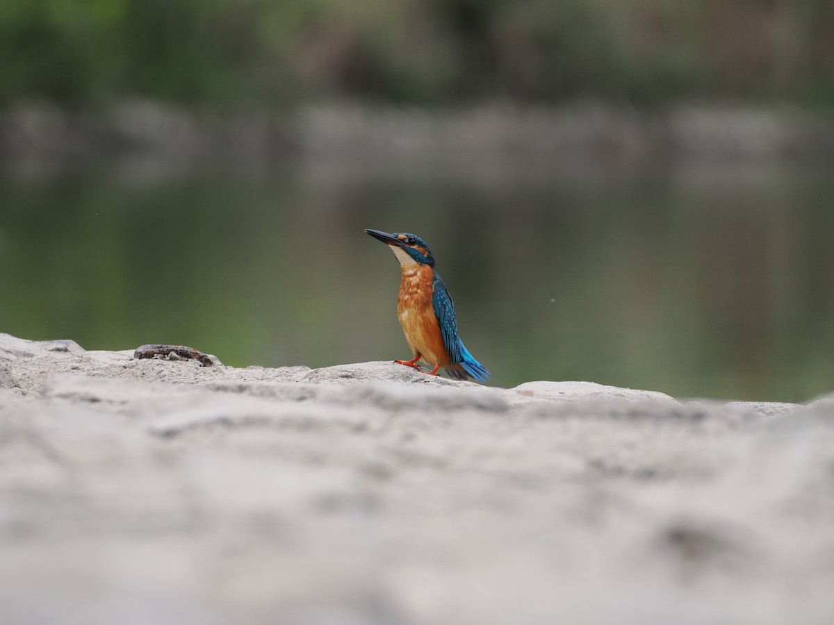 Common Kingfisher - ML646734039