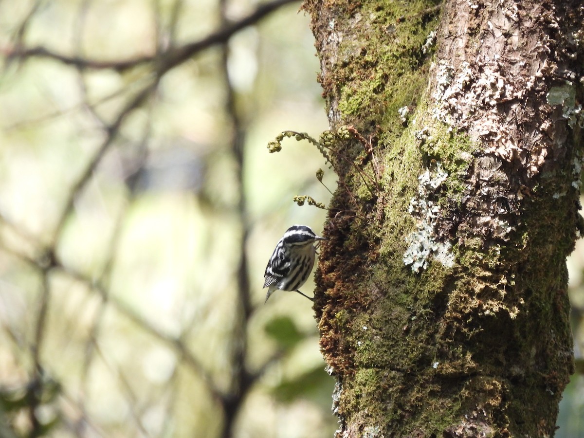 Black-and-white Warbler - ML646734040
