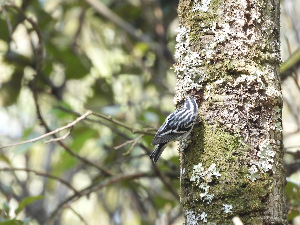 Black-and-white Warbler - ML646734041