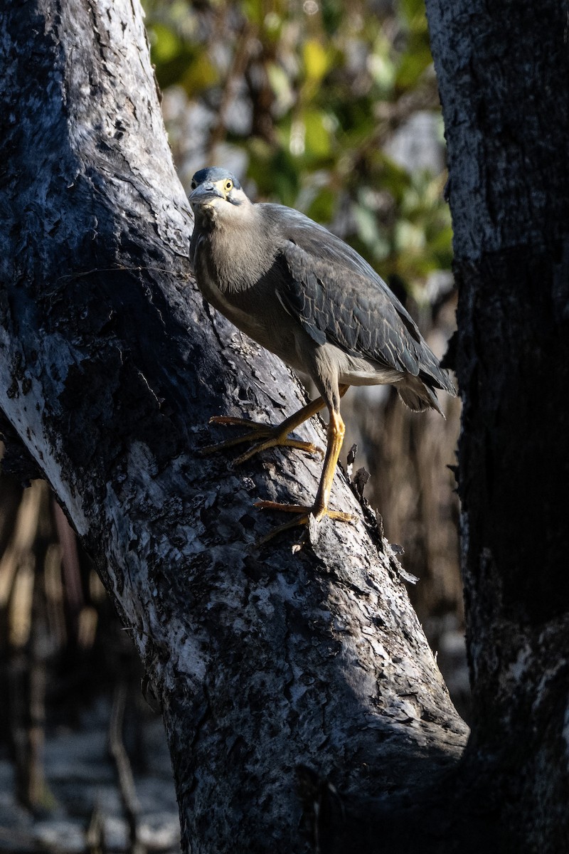 אפית מנגרובים - ML646734042