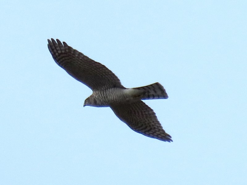 Sparviere - ML646734044