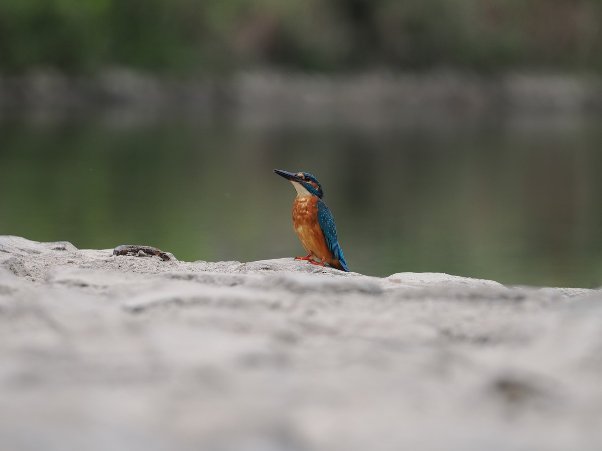 Common Kingfisher - ML646734045
